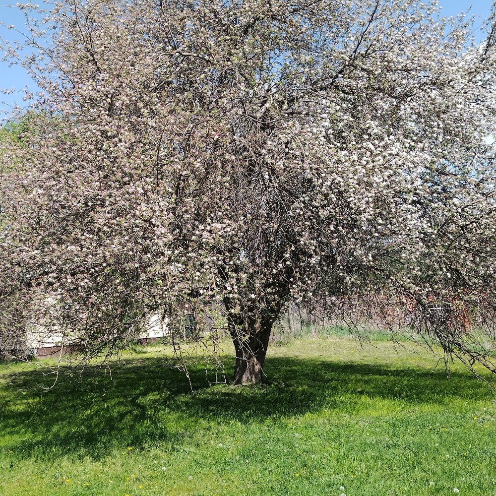 Meet your Posher, Dawn